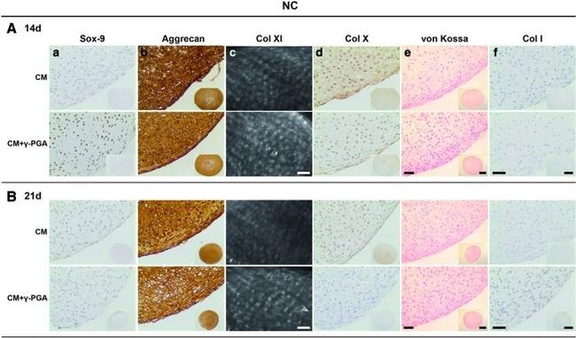 Aggrecan Antibody in Immunohistochemistry (Paraffin) (IHC (P))