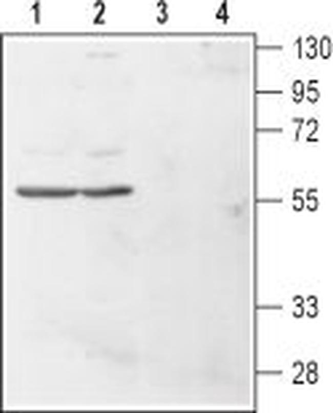 Histamine H4 Receptor (HRH4) (extracellular) Antibody in Western Blot (WB)