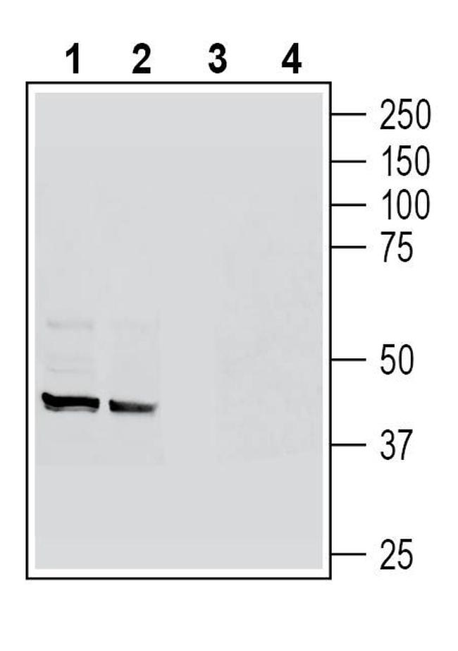 GPR109A/HCAR2 (extracellular) Antibody in Western Blot (WB)