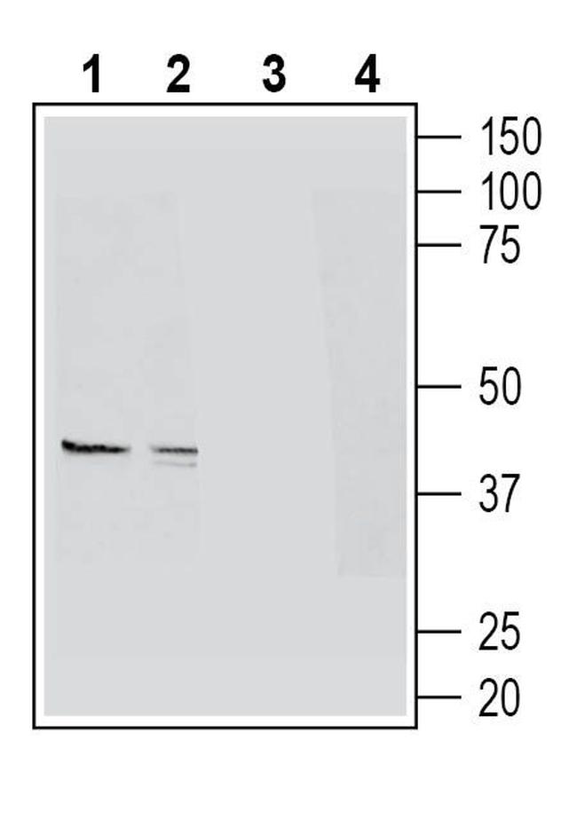 GPR109A/HCAR2 (extracellular) Antibody in Western Blot (WB)