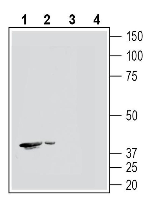 GPR109A/HCAR2 (extracellular) Antibody in Western Blot (WB)