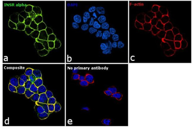 INSR alpha Antibody in Immunocytochemistry (ICC/IF)