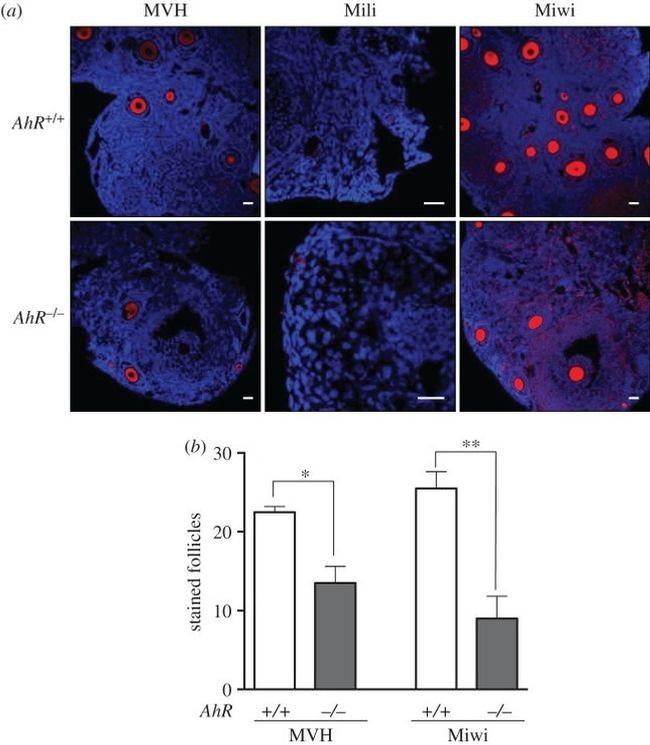 PIWIL1 Antibody in Immunohistochemistry (Paraffin) (IHC (P))