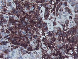 AHSG Antibody in Immunohistochemistry (Paraffin) (IHC (P))