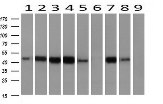 AHSG Antibody in Western Blot (WB)