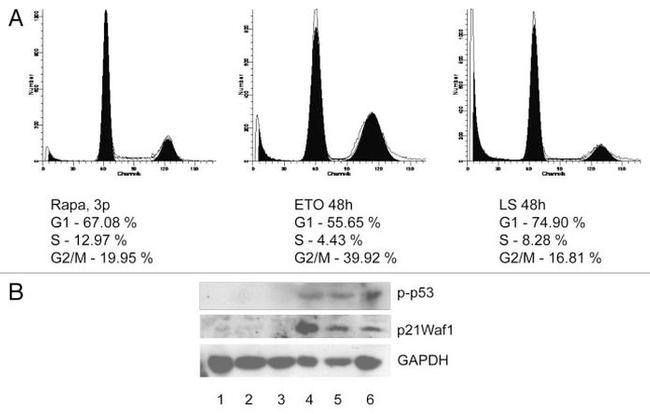 p21 Antibody in Western Blot (WB)