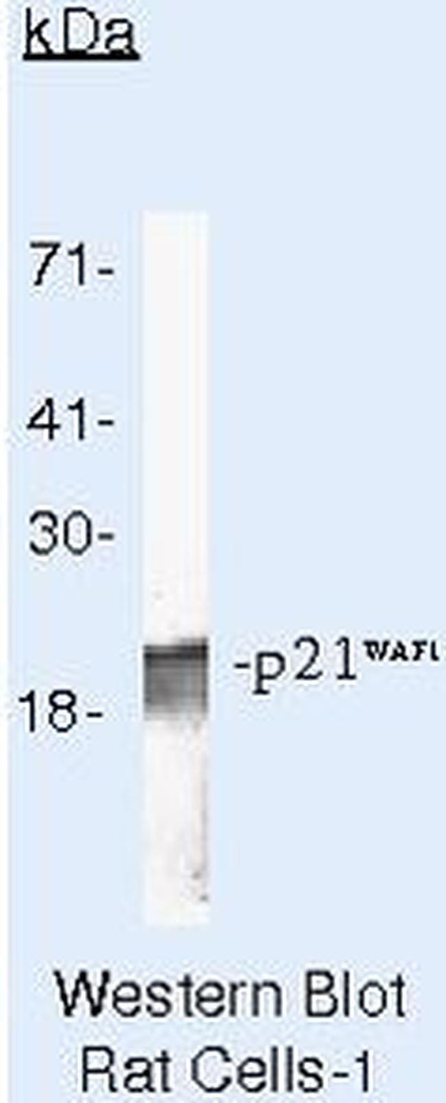 p21 Antibody in Western Blot (WB)