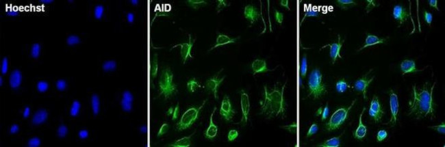 AID Antibody in Immunocytochemistry (ICC/IF)