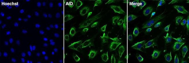 AID Antibody in Immunocytochemistry (ICC/IF)