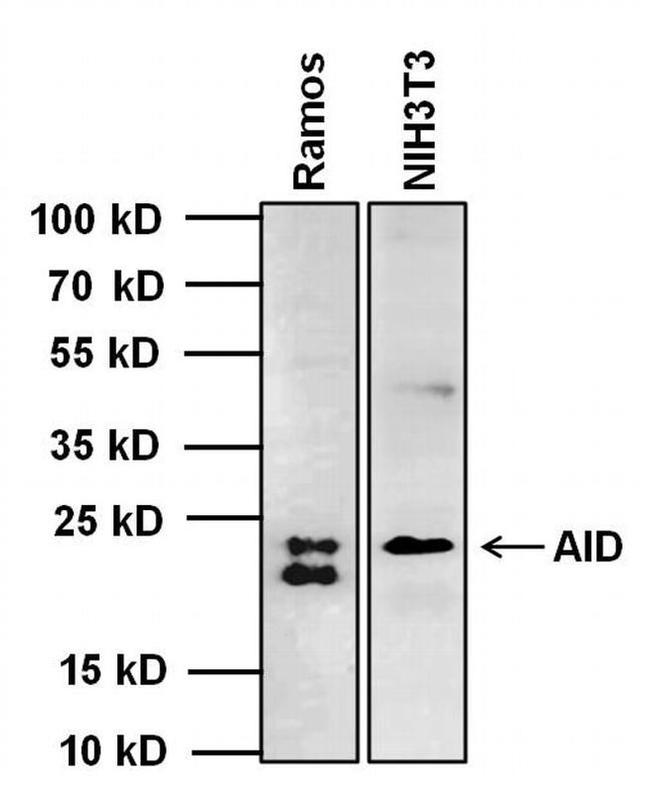 AID Antibody in Western Blot (WB)