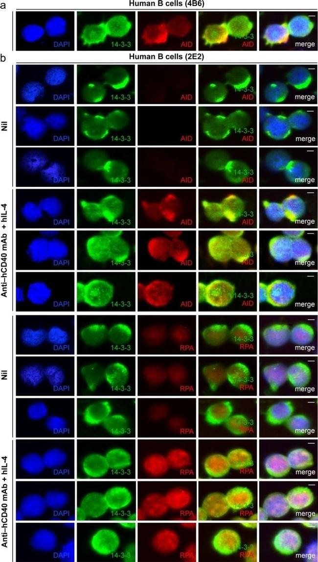 AID Antibody in Immunocytochemistry (ICC/IF)