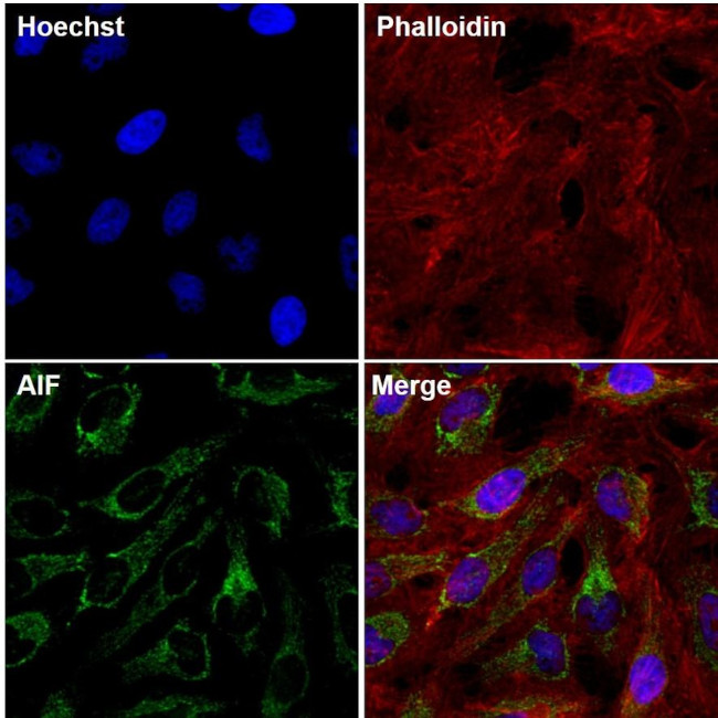 AIF Antibody in Immunocytochemistry (ICC/IF)