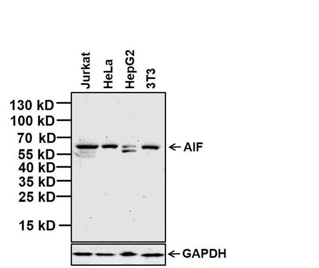 AIF Antibody in Western Blot (WB)