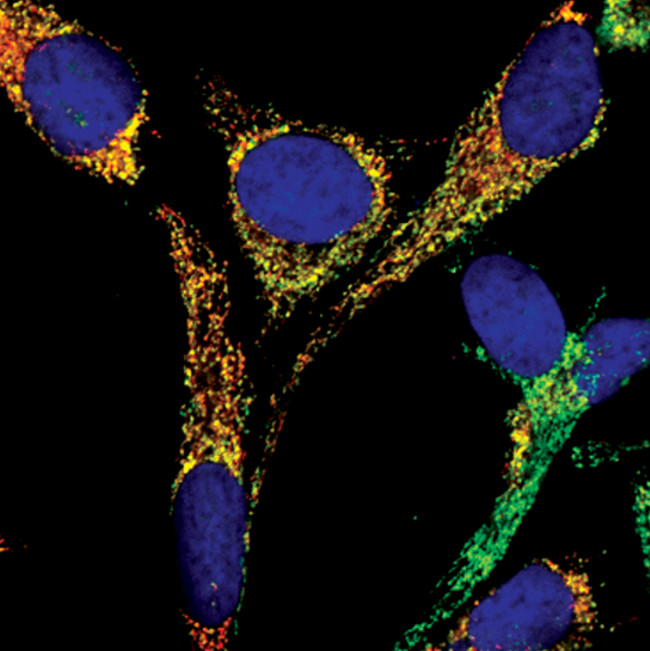 AIF Antibody in Immunocytochemistry (ICC/IF)