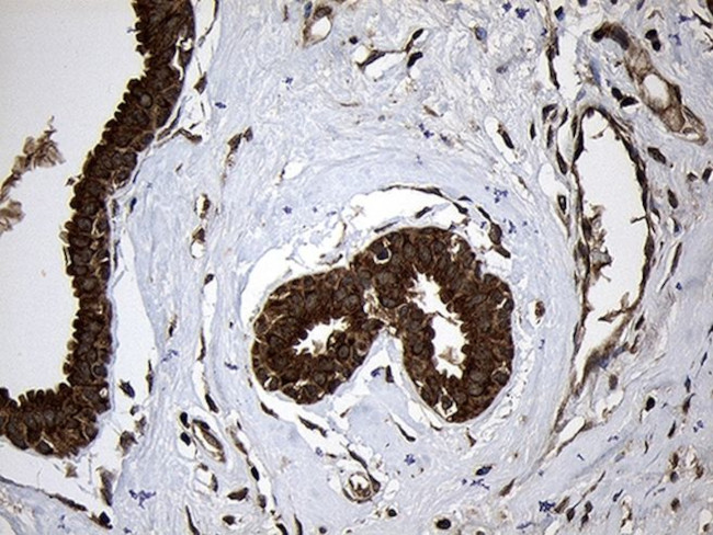 AIFM1 Antibody in Immunohistochemistry (Paraffin) (IHC (P))