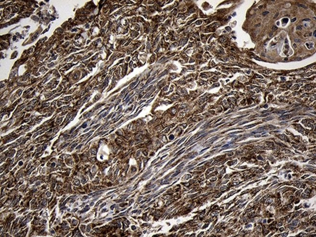 AIFM1 Antibody in Immunohistochemistry (Paraffin) (IHC (P))