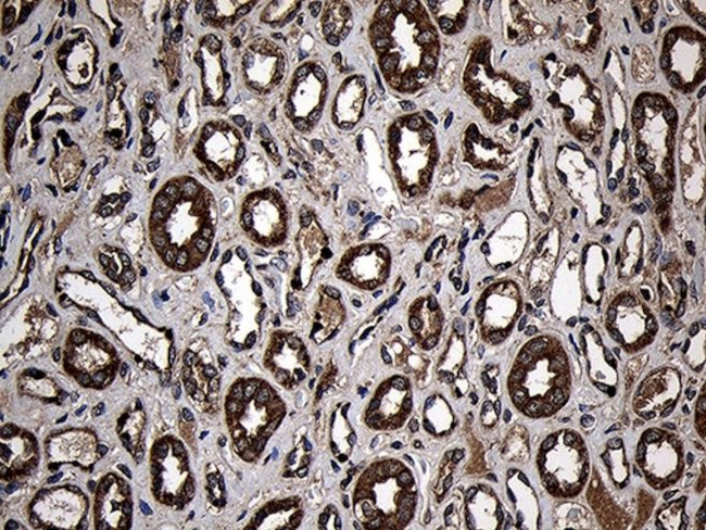 AIFM1 Antibody in Immunohistochemistry (Paraffin) (IHC (P))