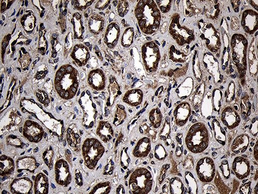 AIFM1 Antibody in Immunohistochemistry (Paraffin) (IHC (P))