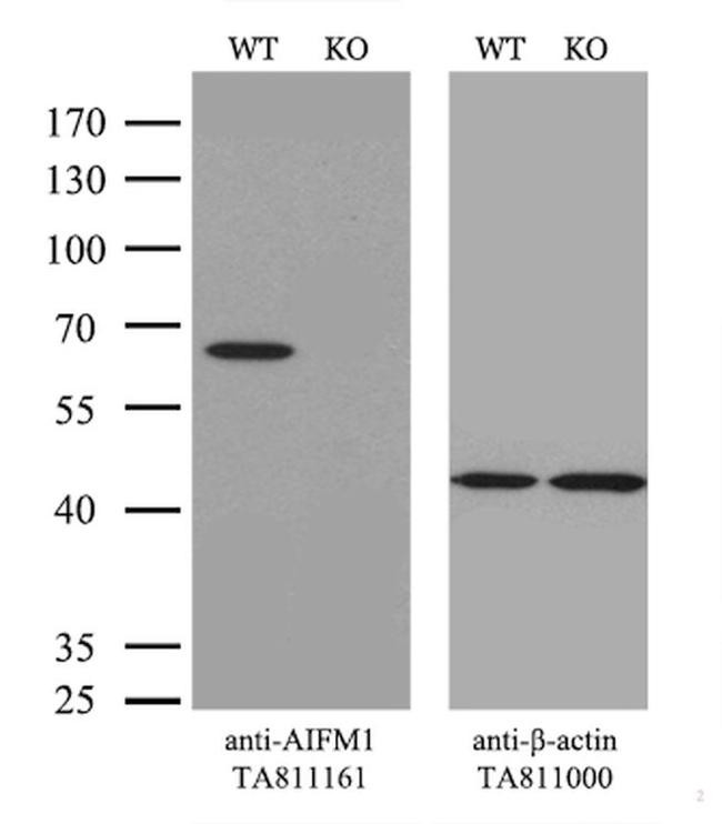 AIFM1 Antibody in Western Blot (WB)