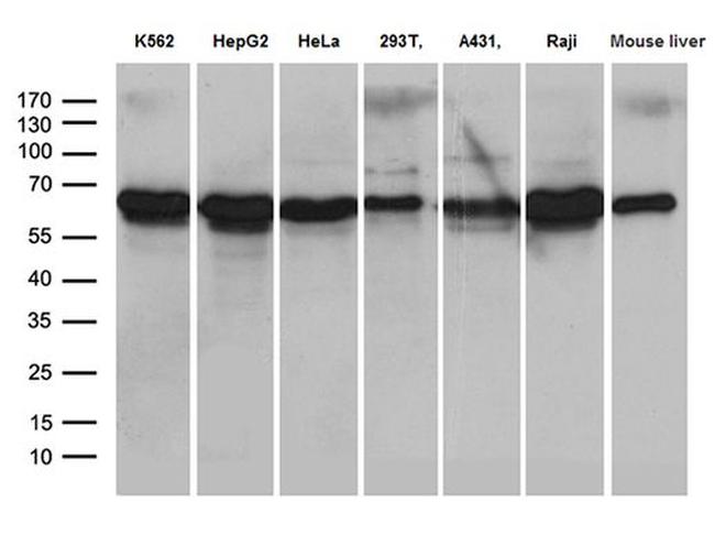 AIFM1 Antibody in Western Blot (WB)