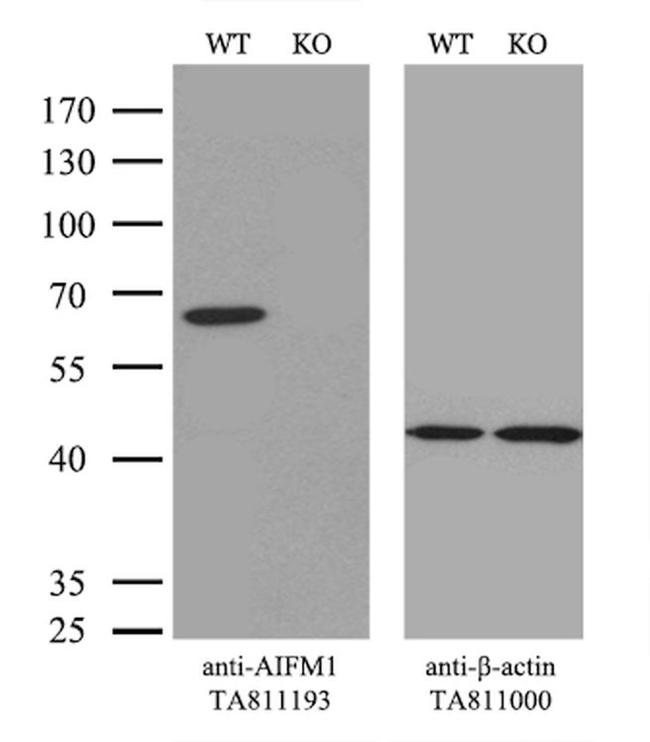 AIFM1 Antibody in Western Blot (WB)