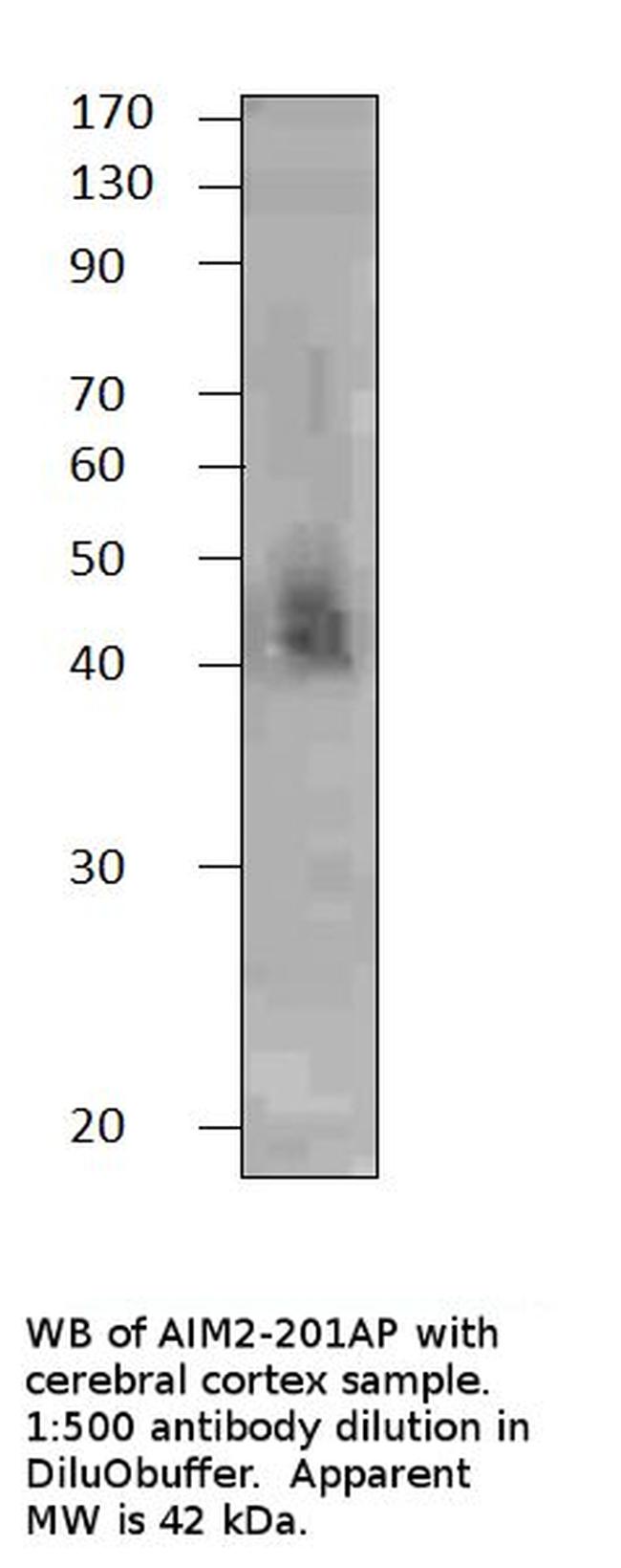 AIM2 Antibody in Western Blot (WB)