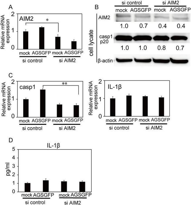 AIM2 Antibody in Western Blot (WB)