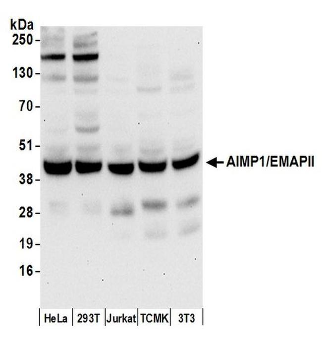 AIMP1/EMAPII/SCYE1 Antibody in Western Blot (WB)