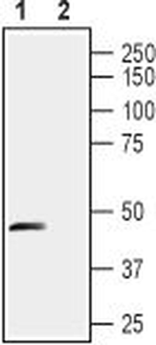 Stomatin-like Protein 1 (extracellular) Antibody in Western Blot (WB)