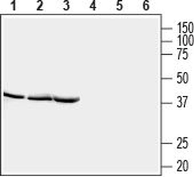 STOML2/SLP-2 Antibody in Western Blot (WB)