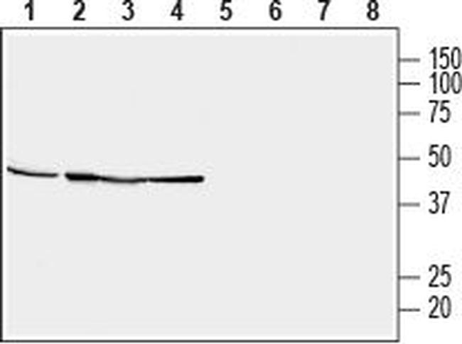 STOML2/SLP-2 Antibody in Western Blot (WB)