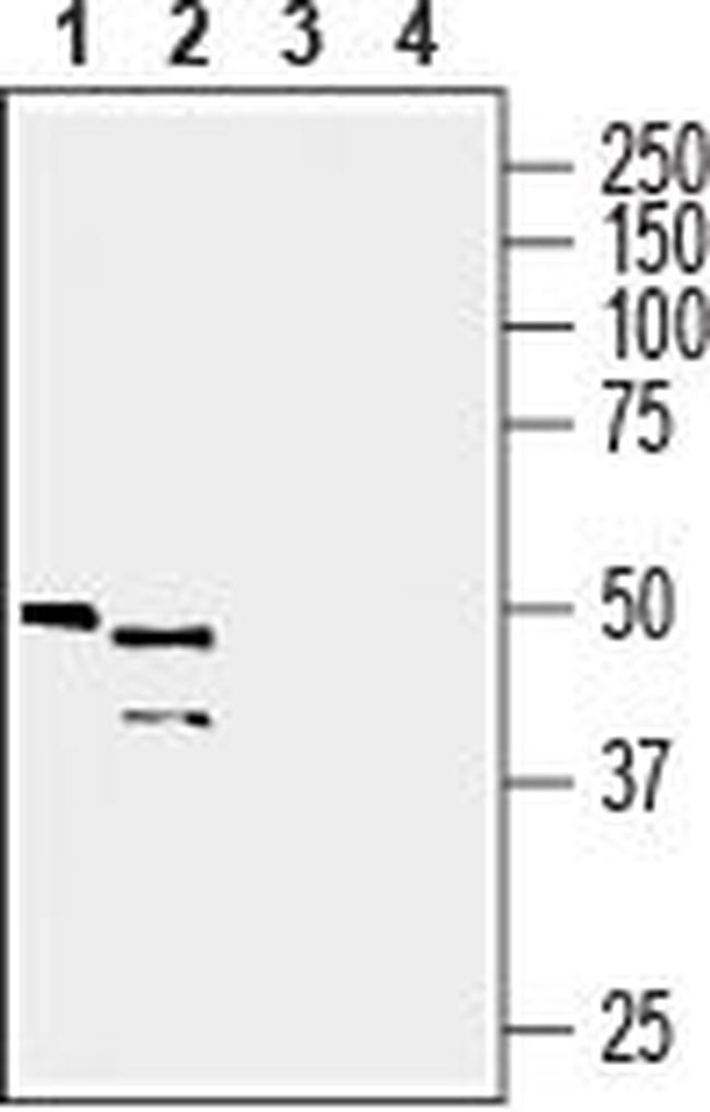 Presenilin-2 Antibody in Western Blot (WB)