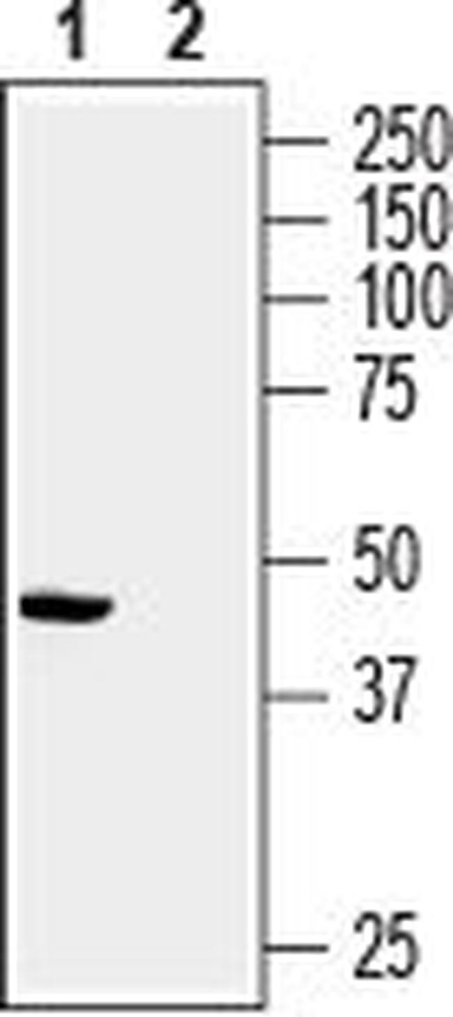 Presenilin-2 Antibody in Western Blot (WB)