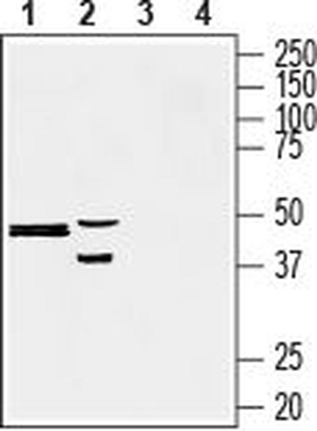 Presenilin-2 Antibody in Western Blot (WB)