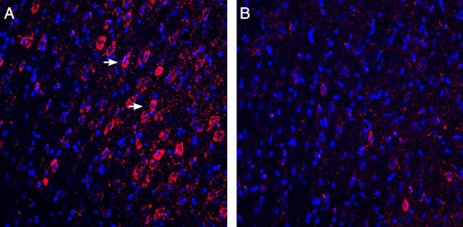 GABARAP Antibody in Immunohistochemistry (Frozen) (IHC (F))