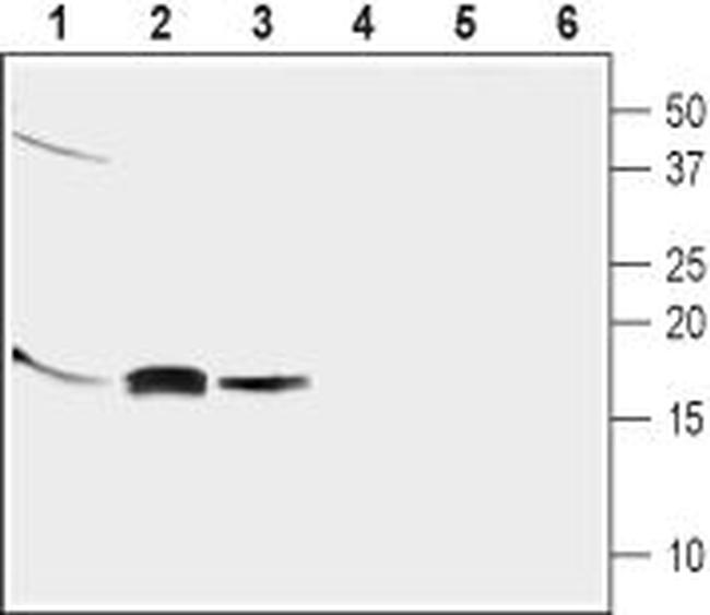 GABARAP Antibody in Western Blot (WB)