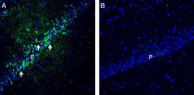 PACSIN1 Antibody in Immunohistochemistry (Frozen) (IHC (F))