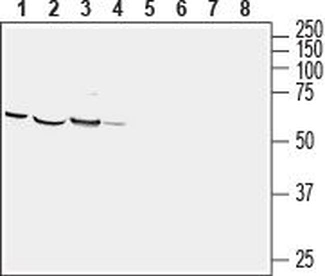 CRMP1 Antibody in Western Blot (WB)