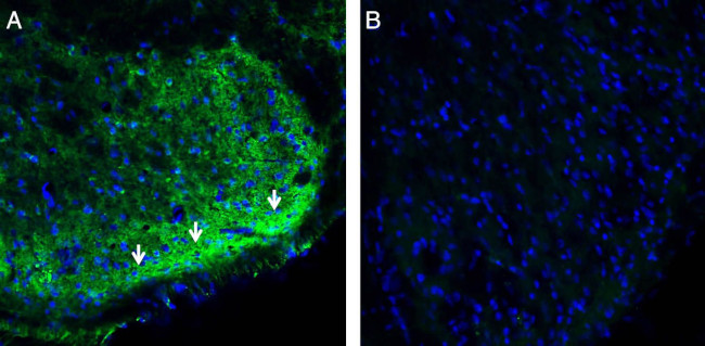 CRMP2 Antibody in Immunohistochemistry (Frozen) (IHC (F))