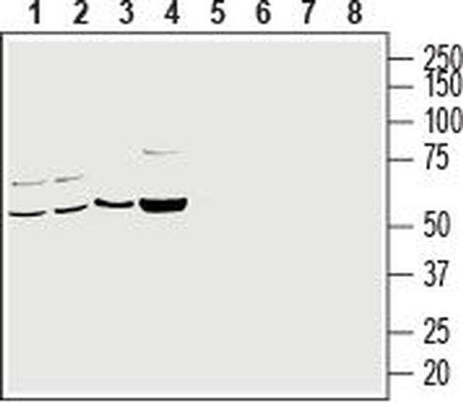 CRMP2 Antibody in Western Blot (WB)