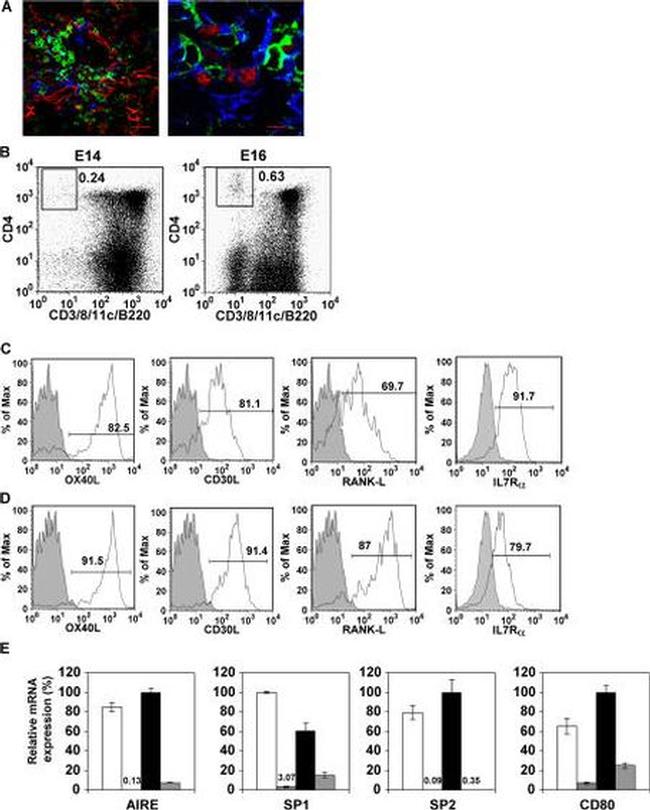 AIRE Antibody in Immunohistochemistry (IHC)