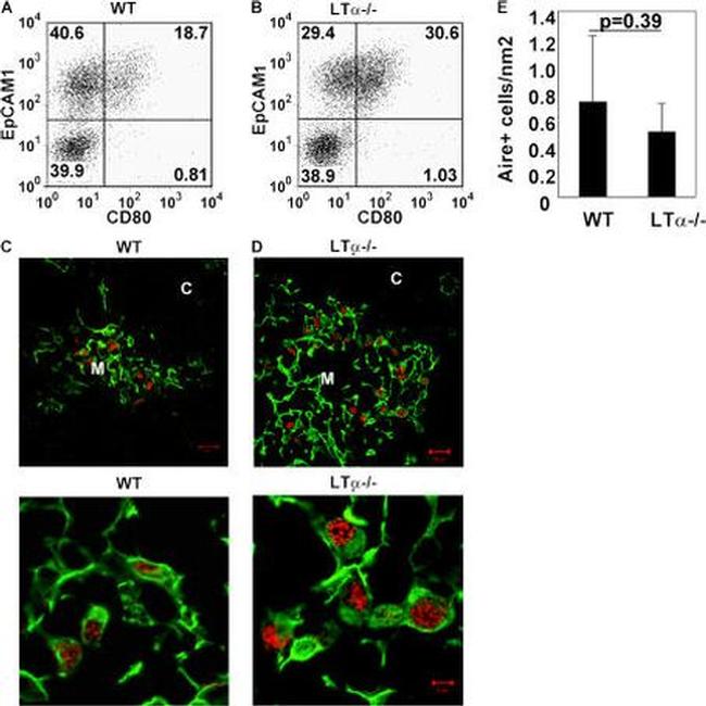 AIRE Antibody in Immunohistochemistry (IHC)