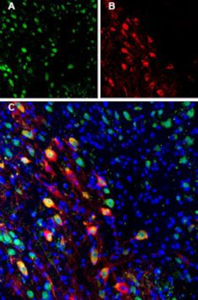 Ferroportin (SLC40A1) Antibody in Immunohistochemistry (Frozen) (IHC (F))