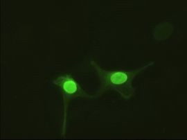 AK1 Antibody in Immunocytochemistry (ICC/IF)