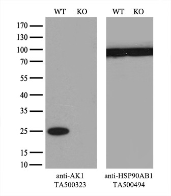 AK1 Antibody