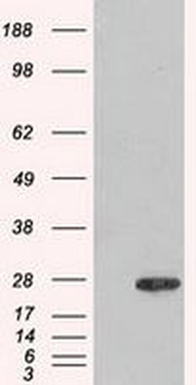 AK1 Antibody in Western Blot (WB)