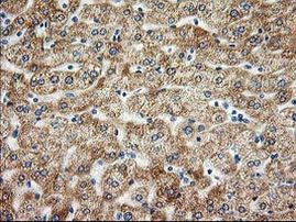 AK4 Antibody in Immunohistochemistry (Paraffin) (IHC (P))