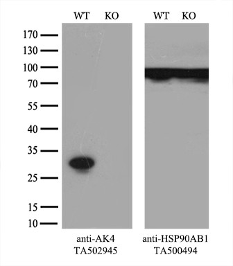 AK4 Antibody