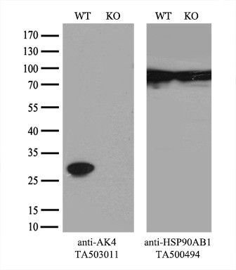 AK4 Antibody