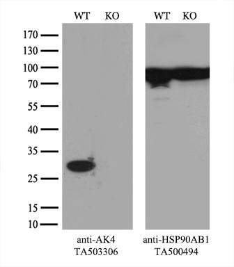 AK4 Antibody